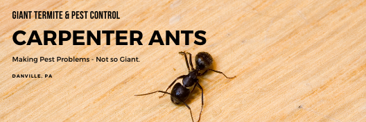 ant extermination services